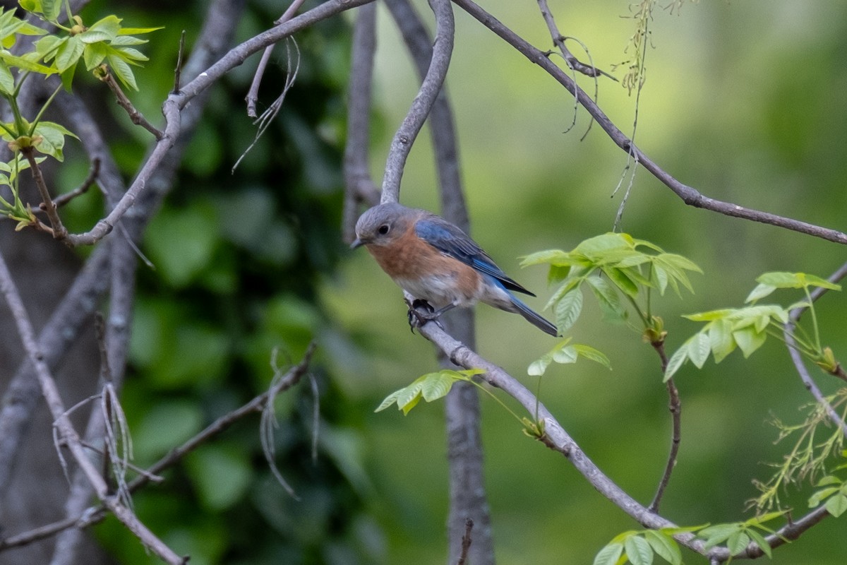 Eastern Bluebird - ML618186984