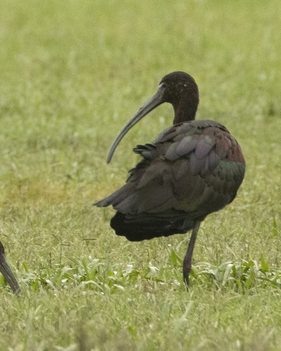 Glossy Ibis - Daniel Kelch