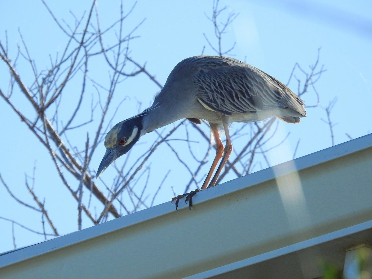 Yellow-crowned Night Heron - Judith Birkel