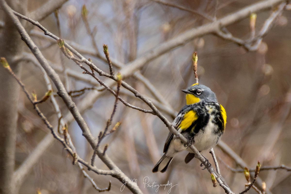 Yellow-rumped Warbler - ML618187017