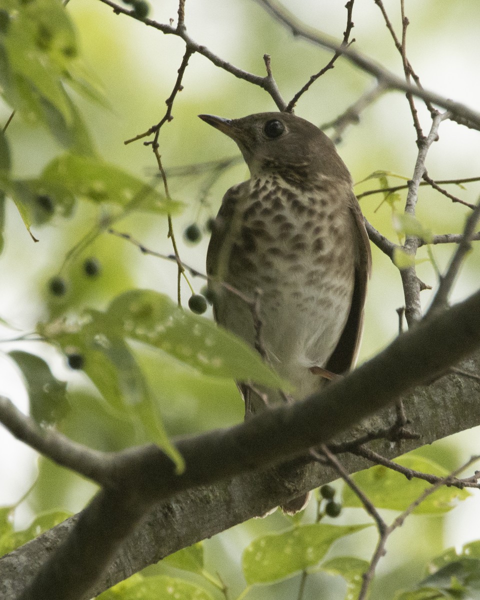 Gray-cheeked Thrush - Daniel Kelch