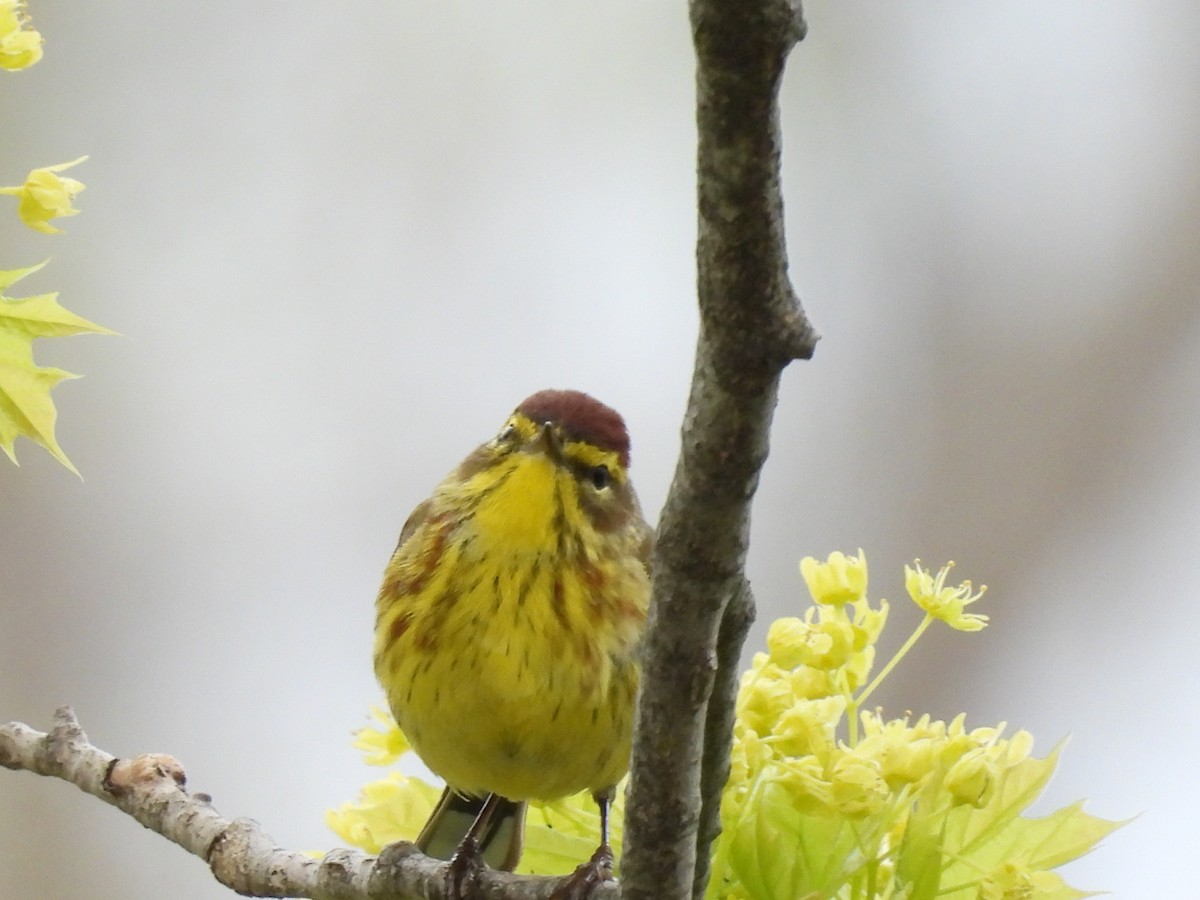 Palm Warbler - Emily Szczypek