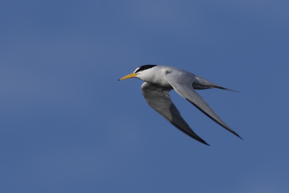 Least Tern - Cynthia Freeman