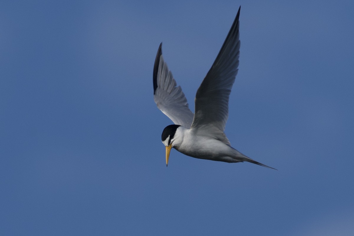 Least Tern - Cynthia Freeman