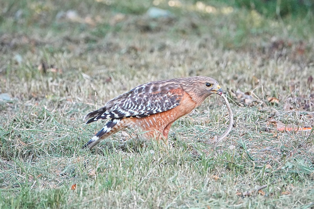 Red-shouldered Hawk - ML618187040