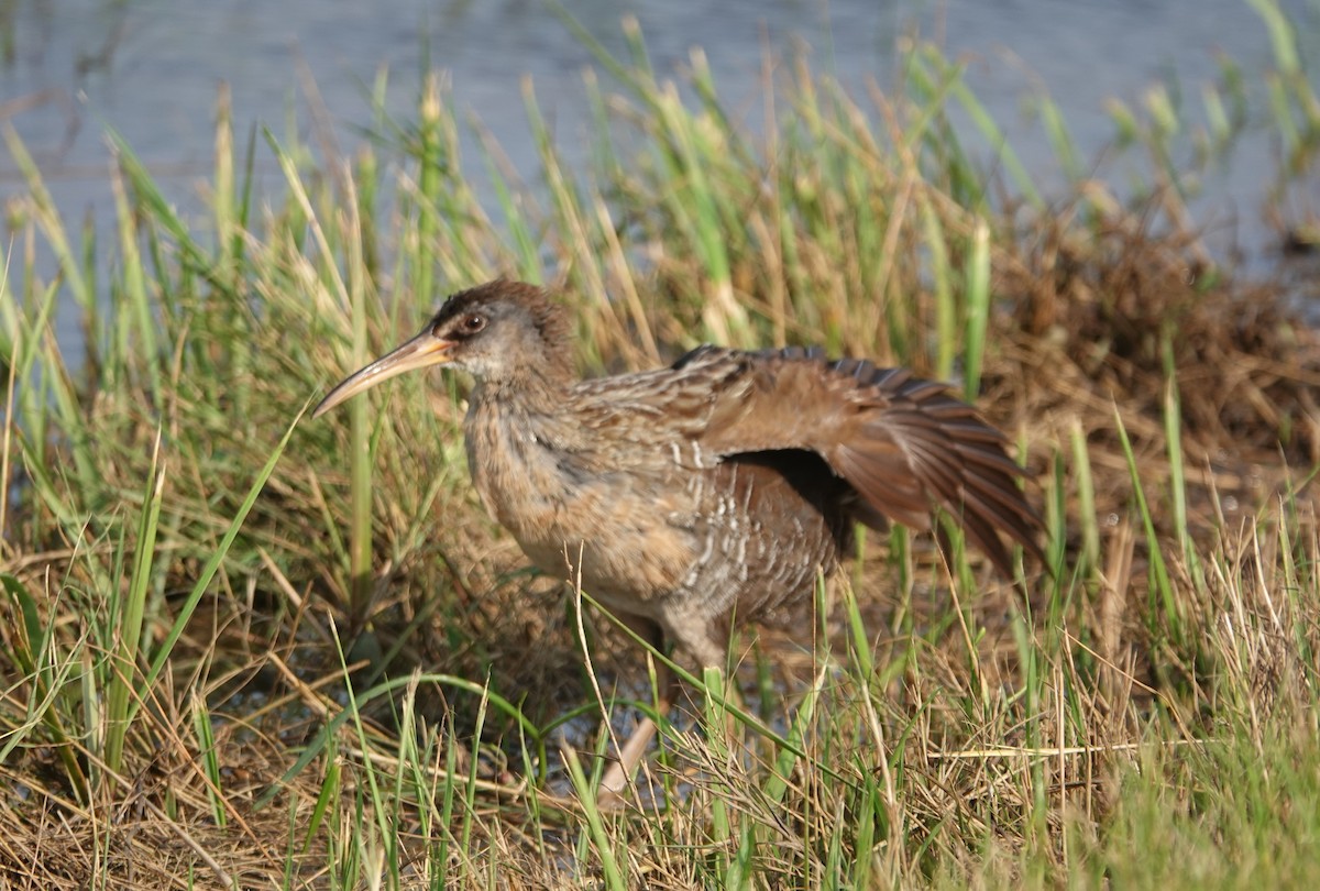 Clapper Rail (Gulf Coast) - Jane Tillman