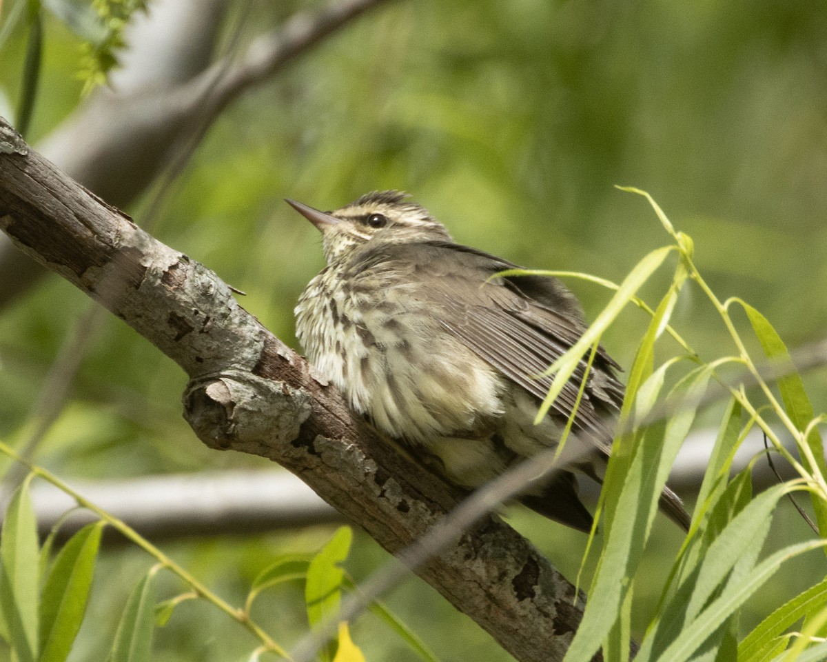 Northern Waterthrush - Daniel Kelch