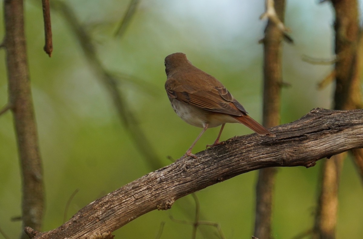 Hermit Thrush - Dennis Mersky