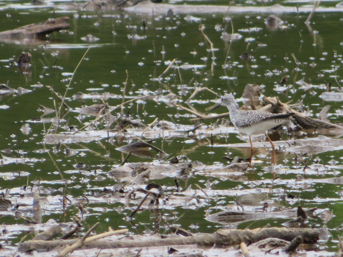 Lesser Yellowlegs - Jeremie Caldwell