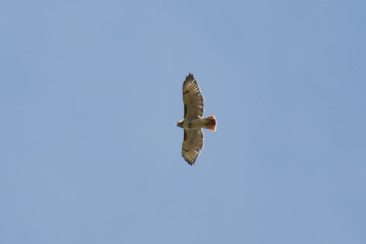 Red-tailed Hawk (borealis) - Sam Miller