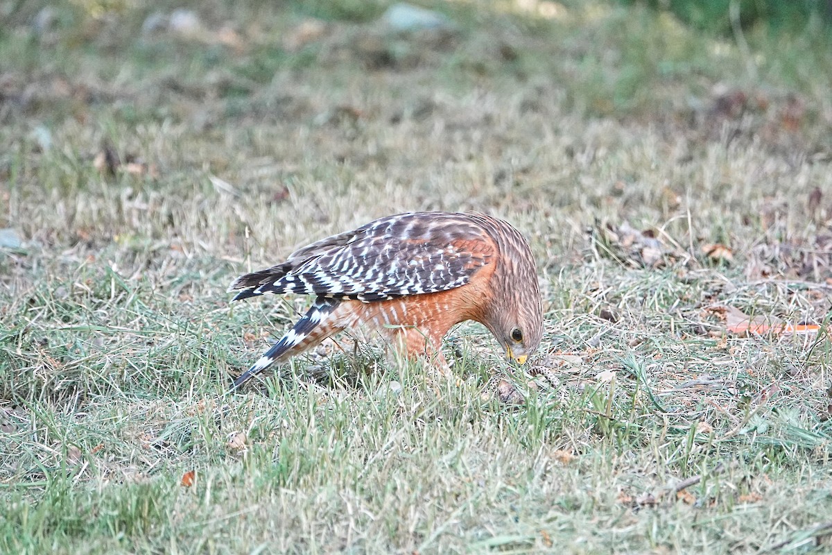 Red-shouldered Hawk - ML618187094