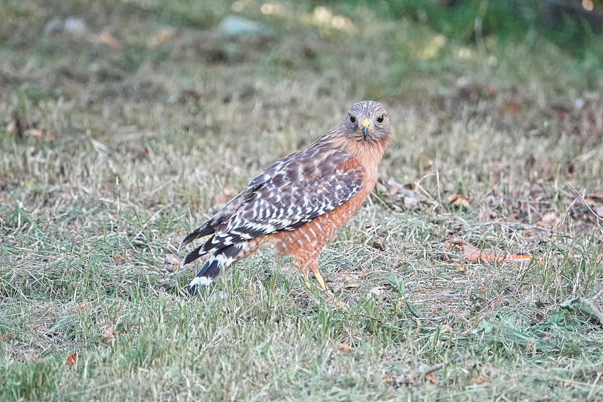 Red-shouldered Hawk - ML618187097