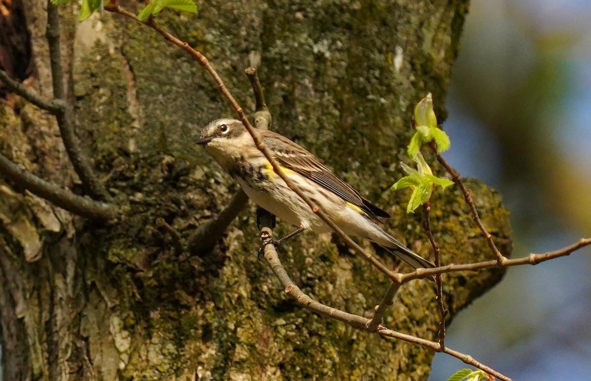 Yellow-rumped Warbler - Dennis Mersky