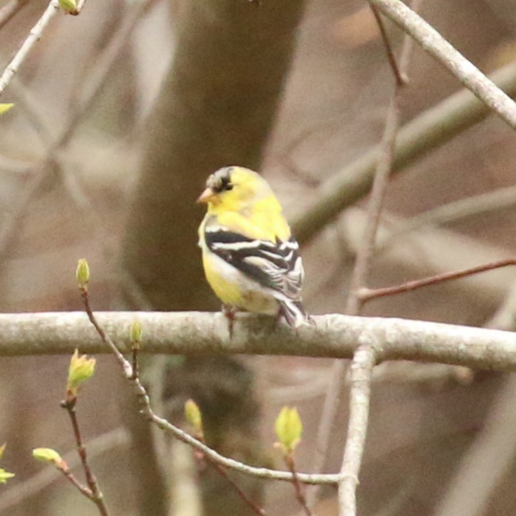 American Goldfinch - ML618187112