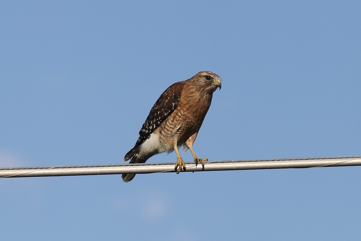 Red-shouldered Hawk - ML618187124