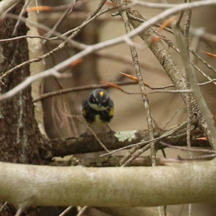 Yellow-rumped Warbler (Myrtle) - Nate Marchessault