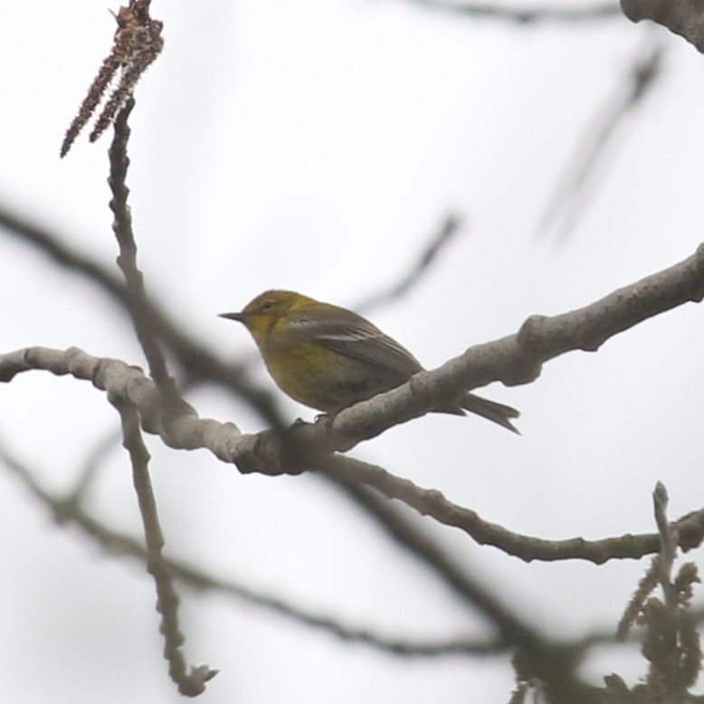 Pine Warbler - ML618187140