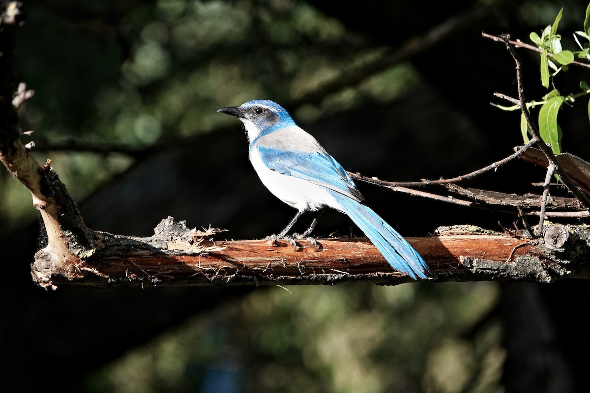 California Scrub-Jay - ML618187155