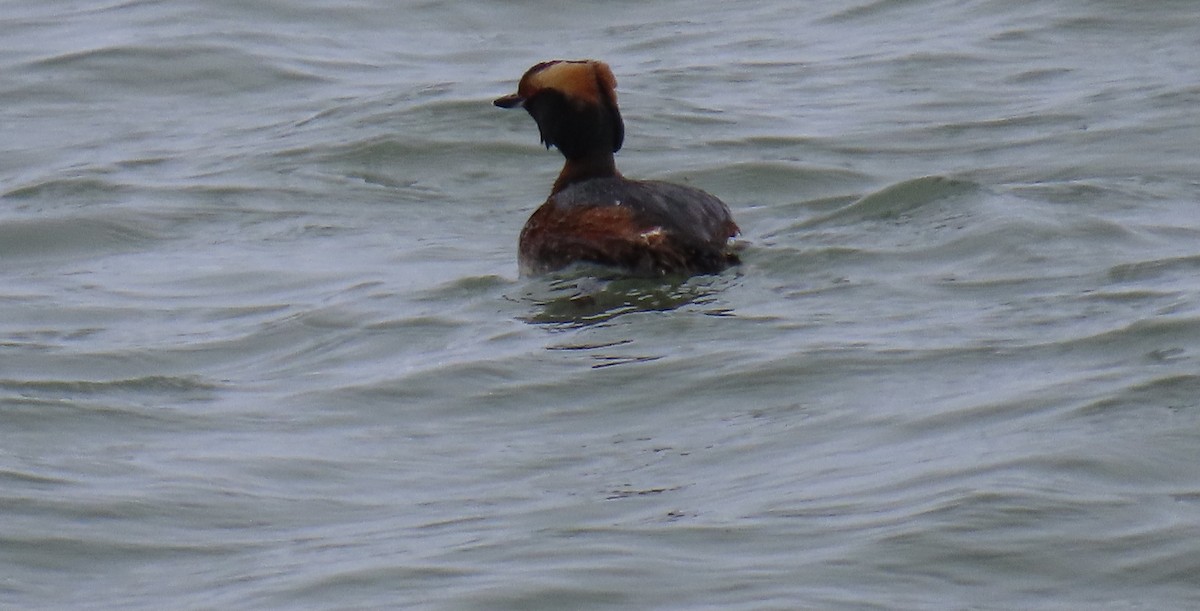 Horned Grebe - ML618187158