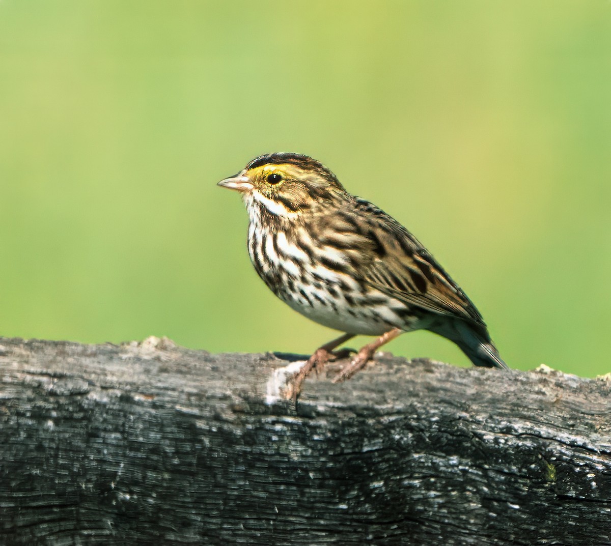 Savannah Sparrow - Pete Myers