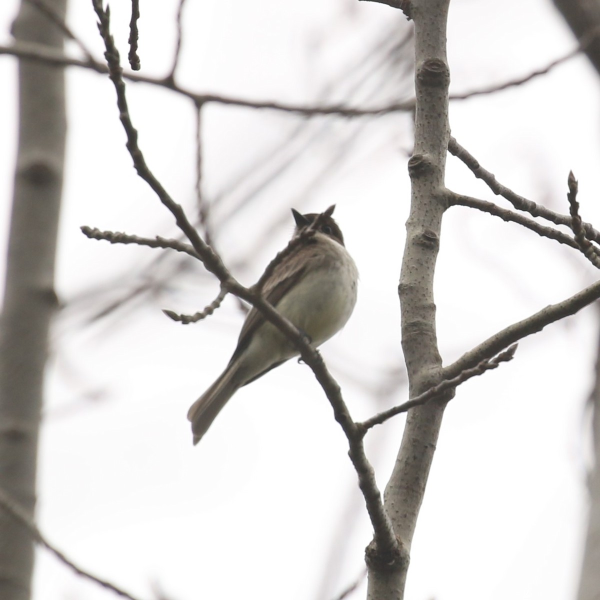 Eastern Phoebe - ML618187160