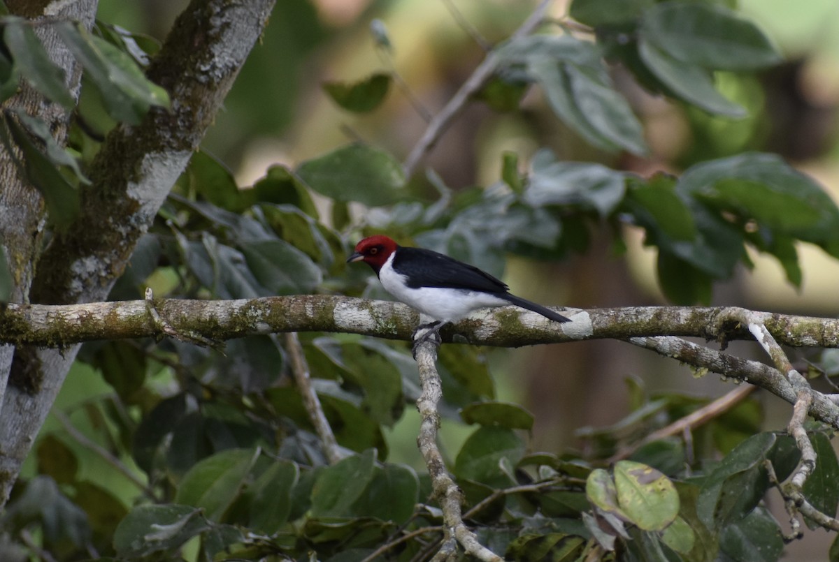 Red-capped Cardinal (Red-capped) - Matthew Voelker