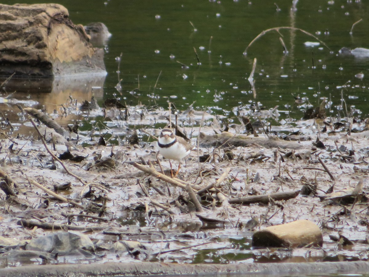 Semipalmated Plover - Jeremie Caldwell