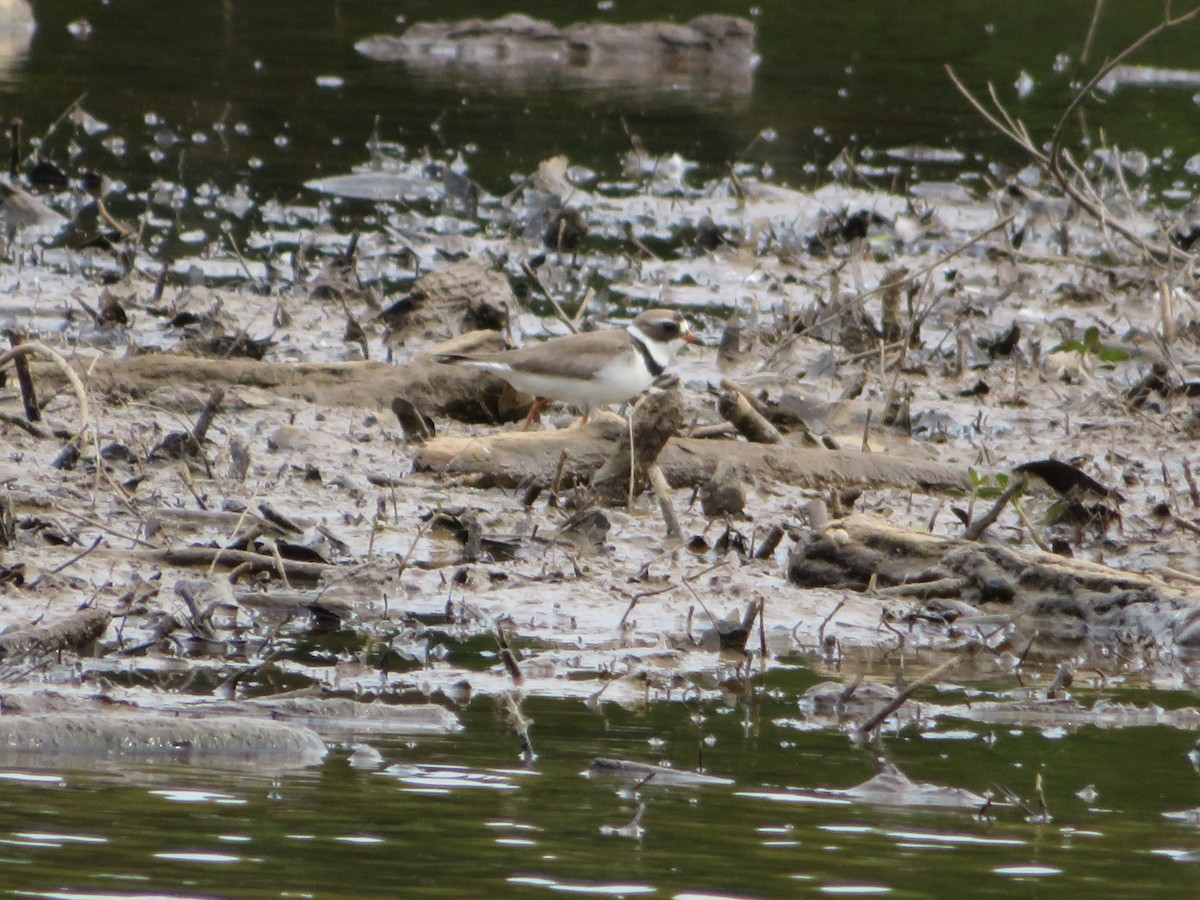 Semipalmated Plover - Jeremie Caldwell