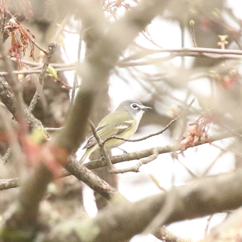 Blue-headed Vireo - ML618187179