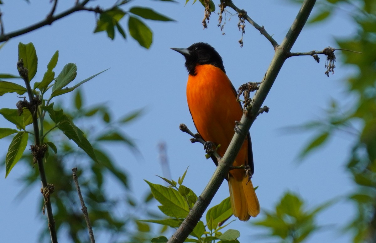 Baltimore Oriole - Dennis Mersky