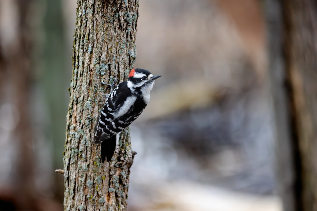 Downy Woodpecker - ML618187185