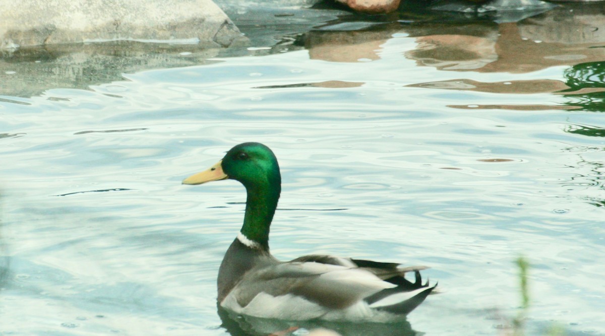 Mallard - Renee Coon