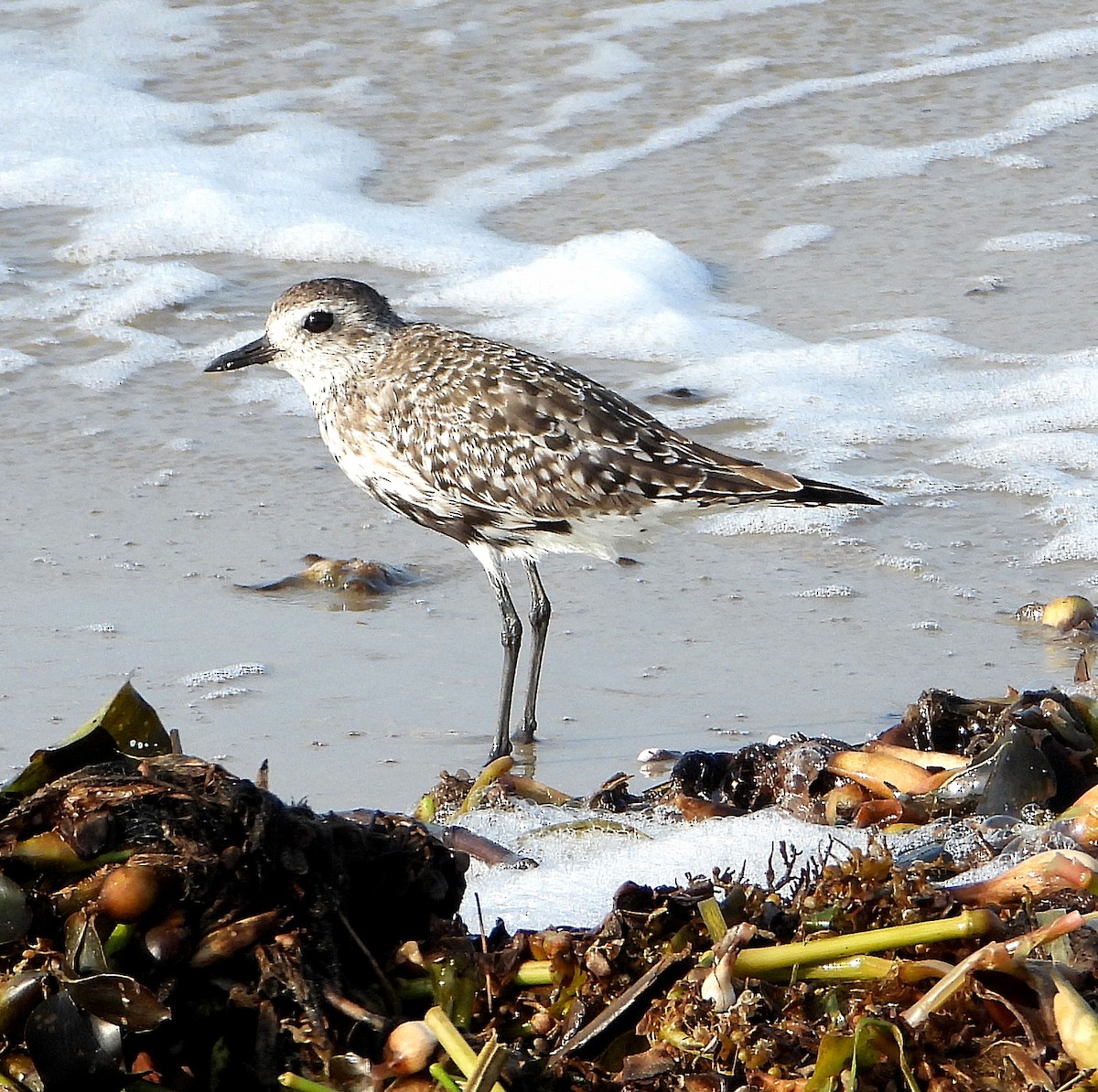 Black-bellied Plover - ML618187212