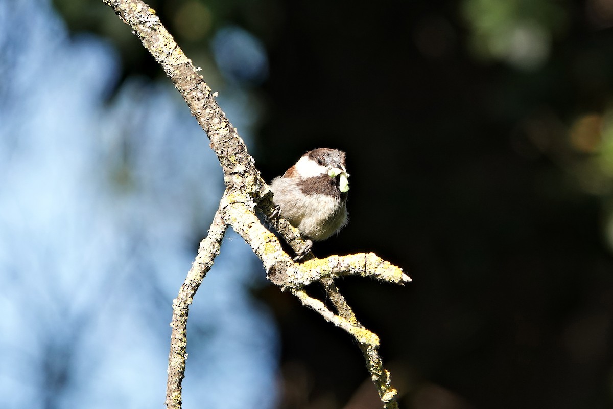 Mésange à dos marron - ML618187224