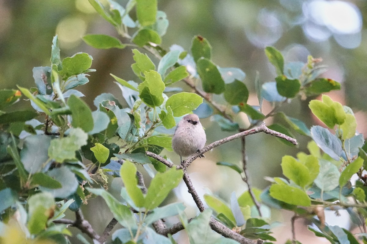 Bushtit - ML618187265