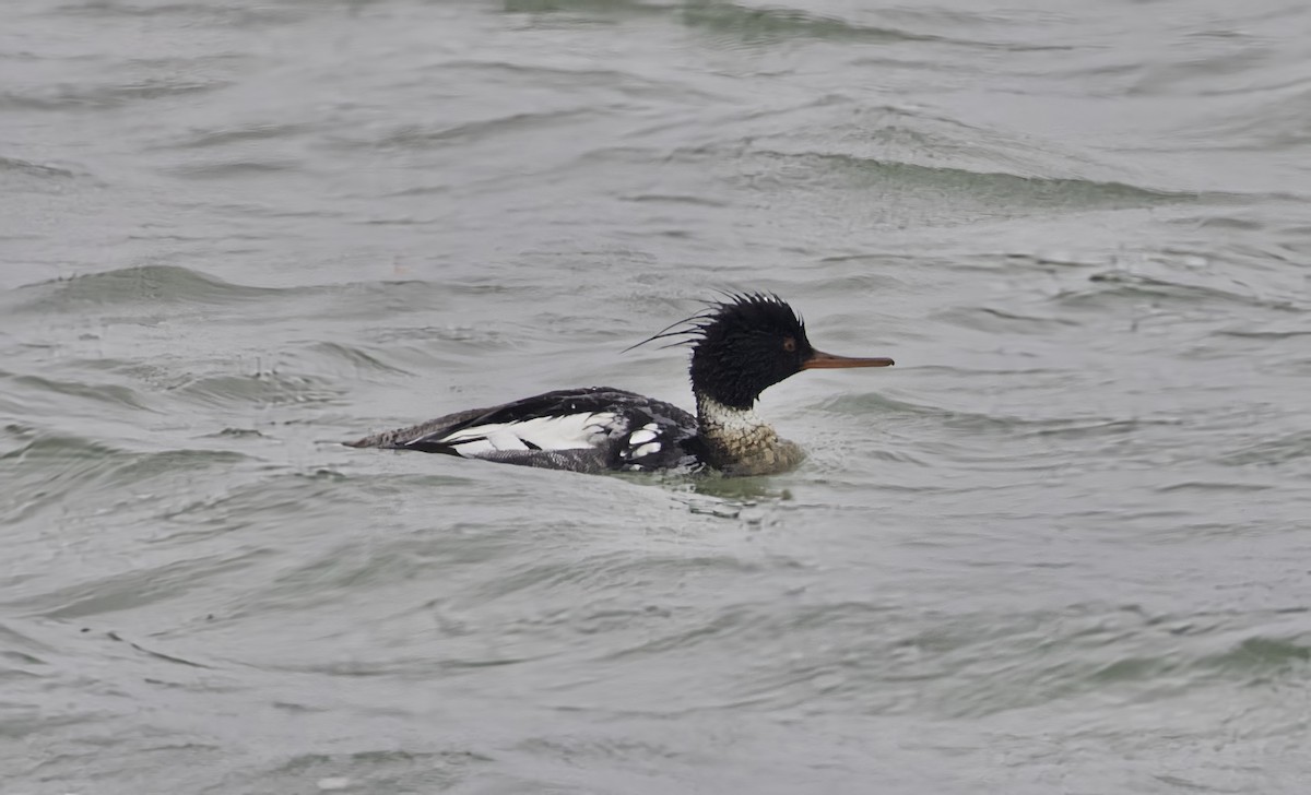 Red-breasted Merganser - ML618187289