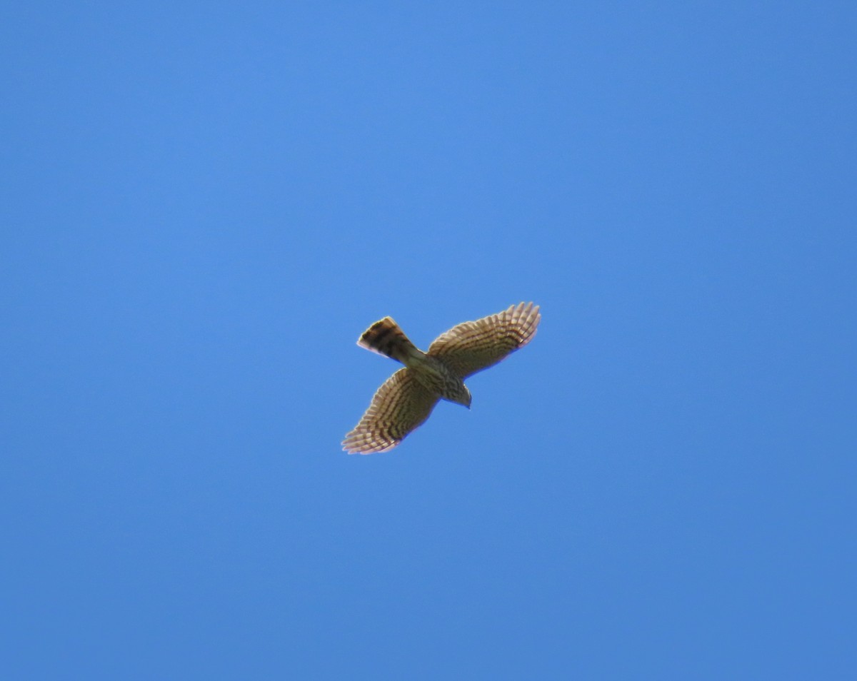 Cooper's Hawk - Shirley Reynolds