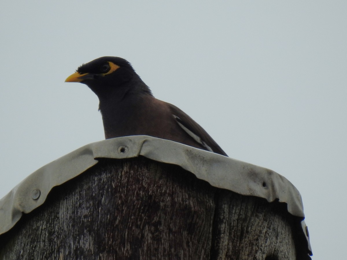 Common Myna - Monica Mesch