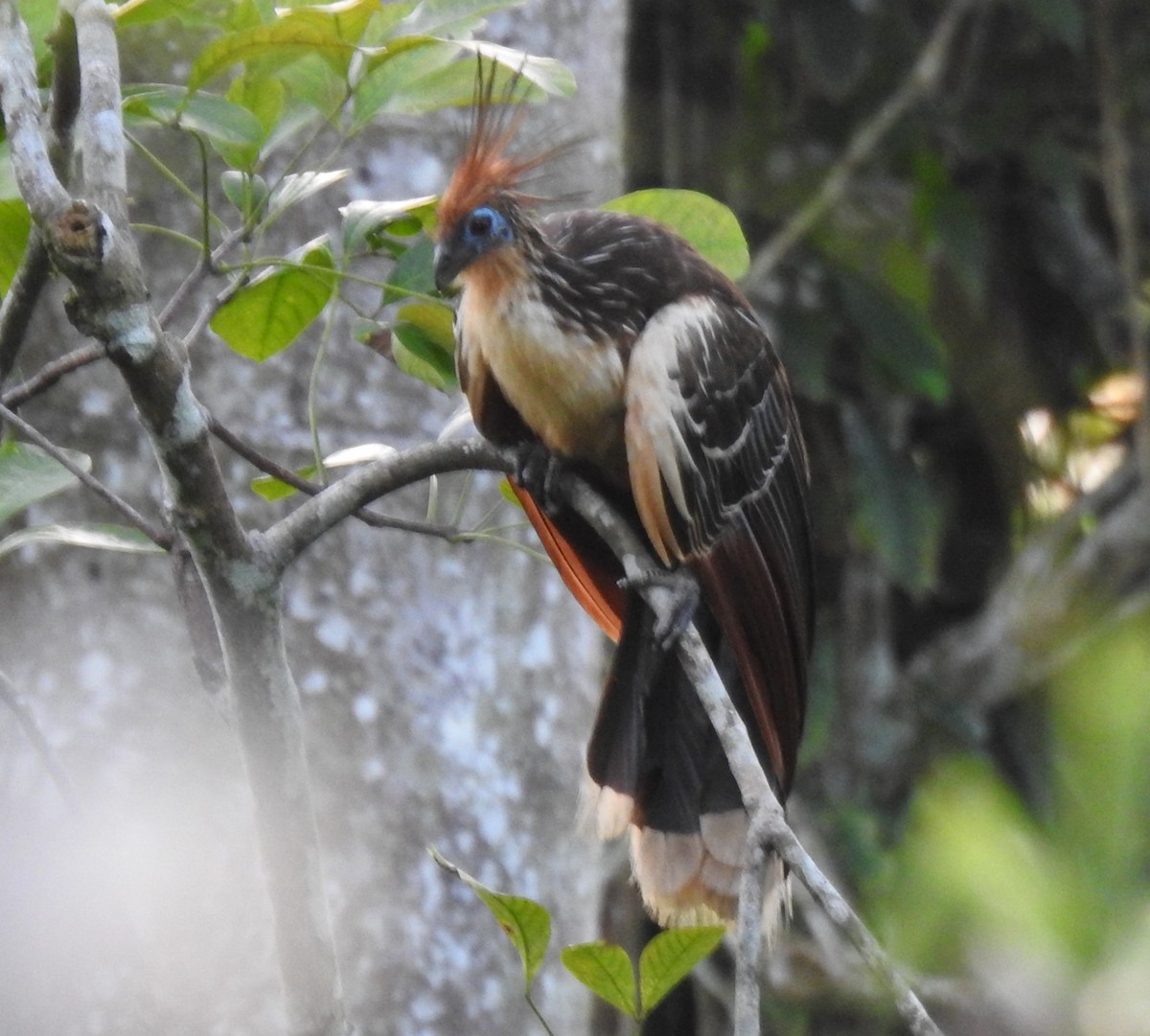 Hoatzin - ML618187364