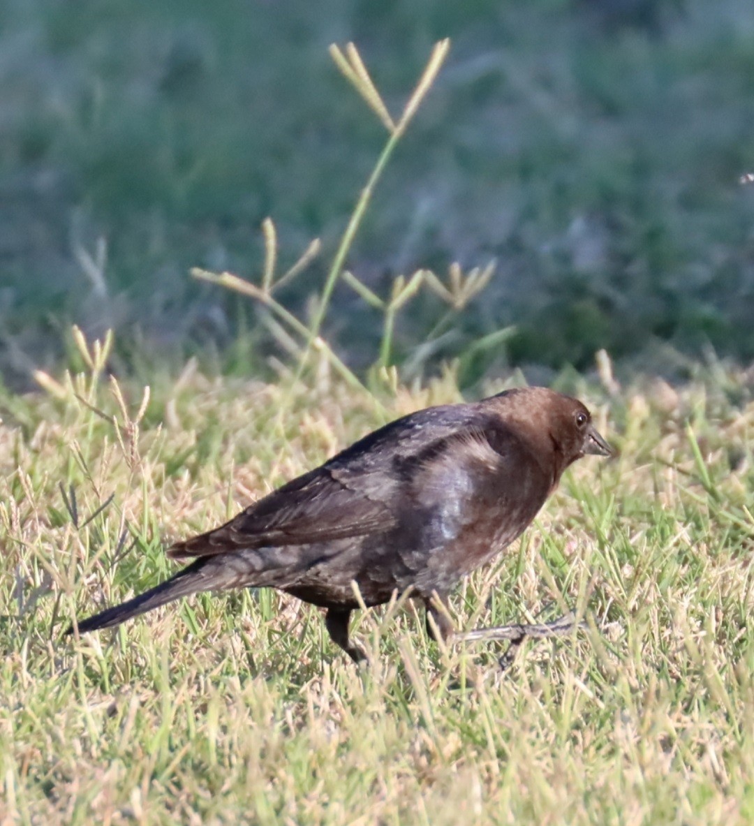 Brown-headed Cowbird - ML618187373