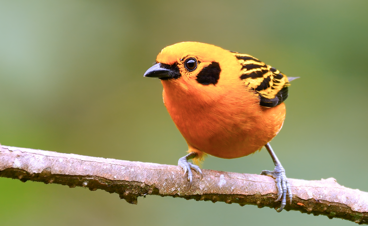 Golden Tanager - Mike Melton