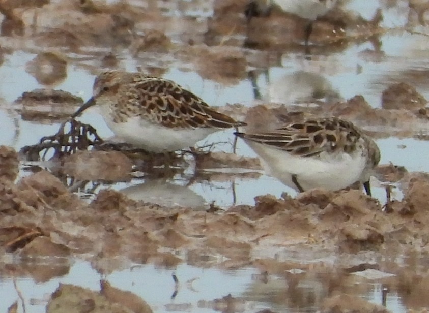 Semipalmated Sandpiper - Cheryl Huner