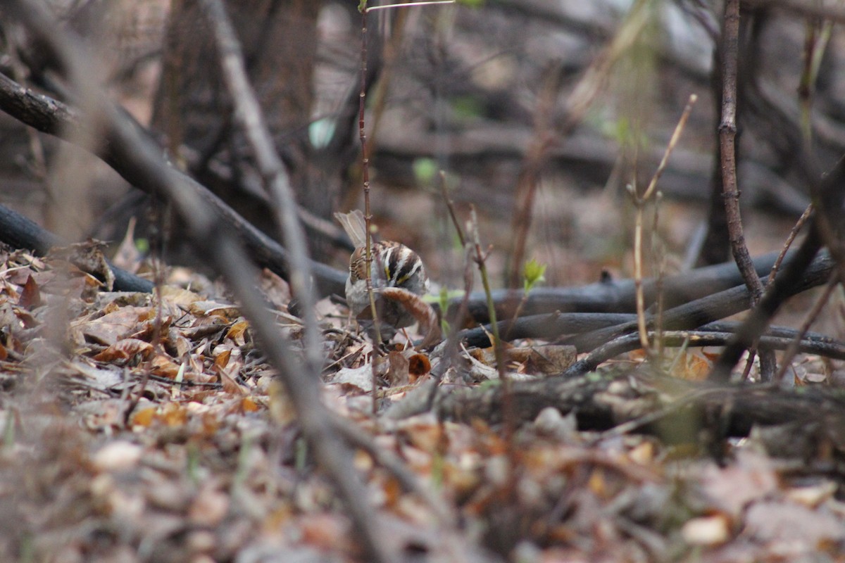 White-throated Sparrow - Brandon Nehring