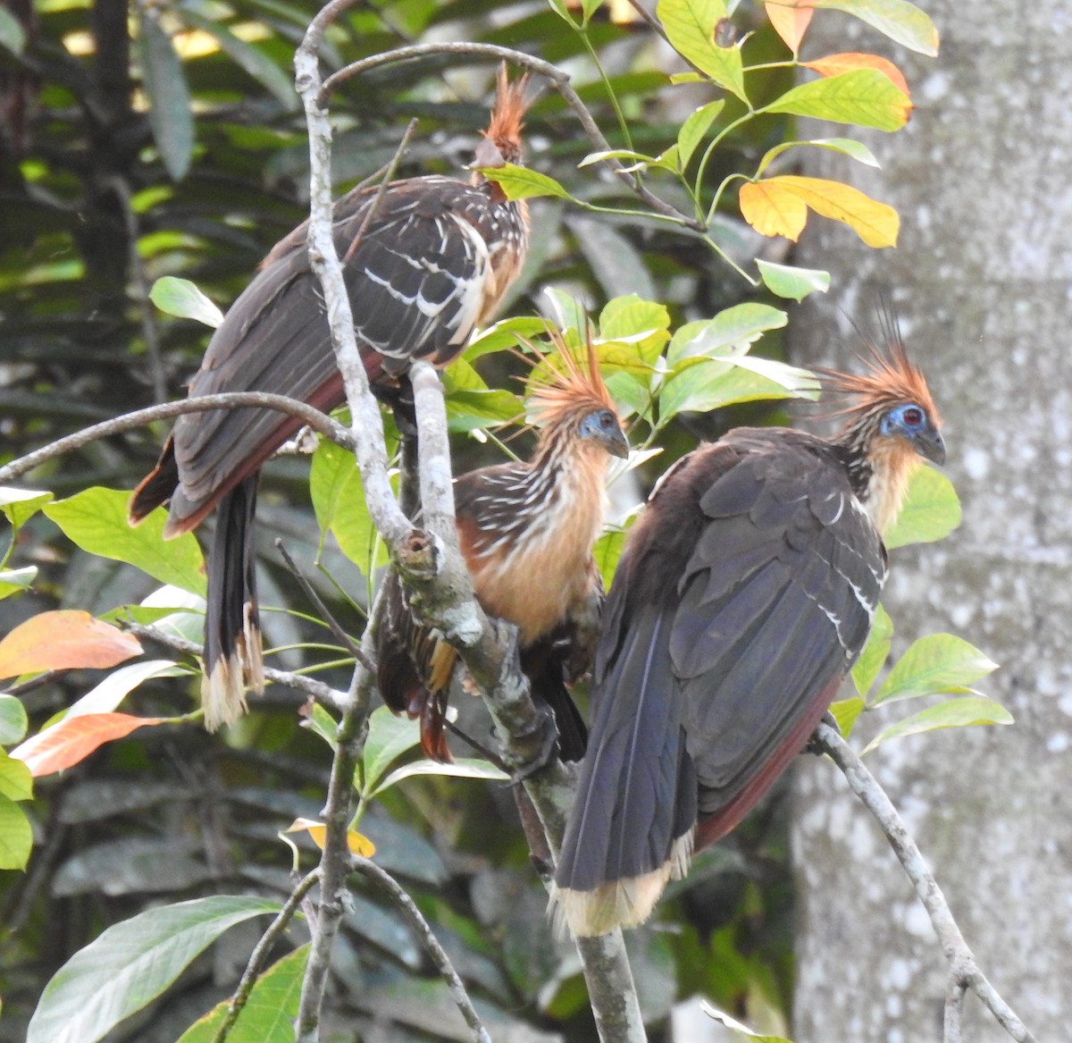 Hoatzin - Francisco Javier Alonso Acero  (Hotel Malokamazonas)