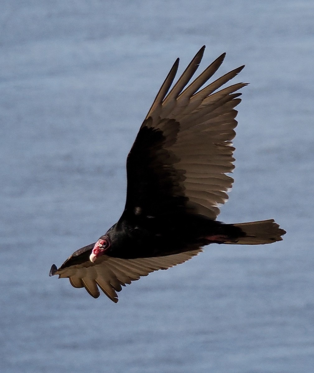 Turkey Vulture - ML618187451