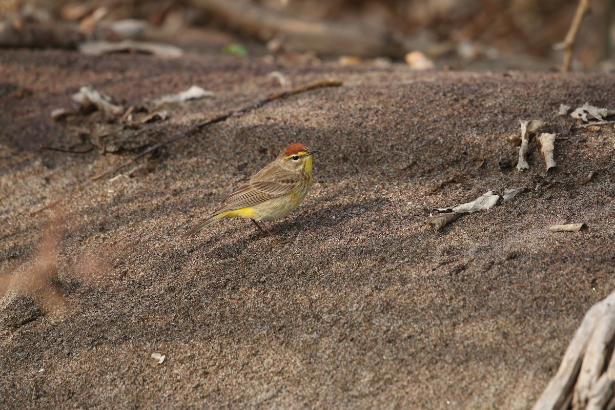 Palm Warbler - Samuelle Simard-Provencal 🐋