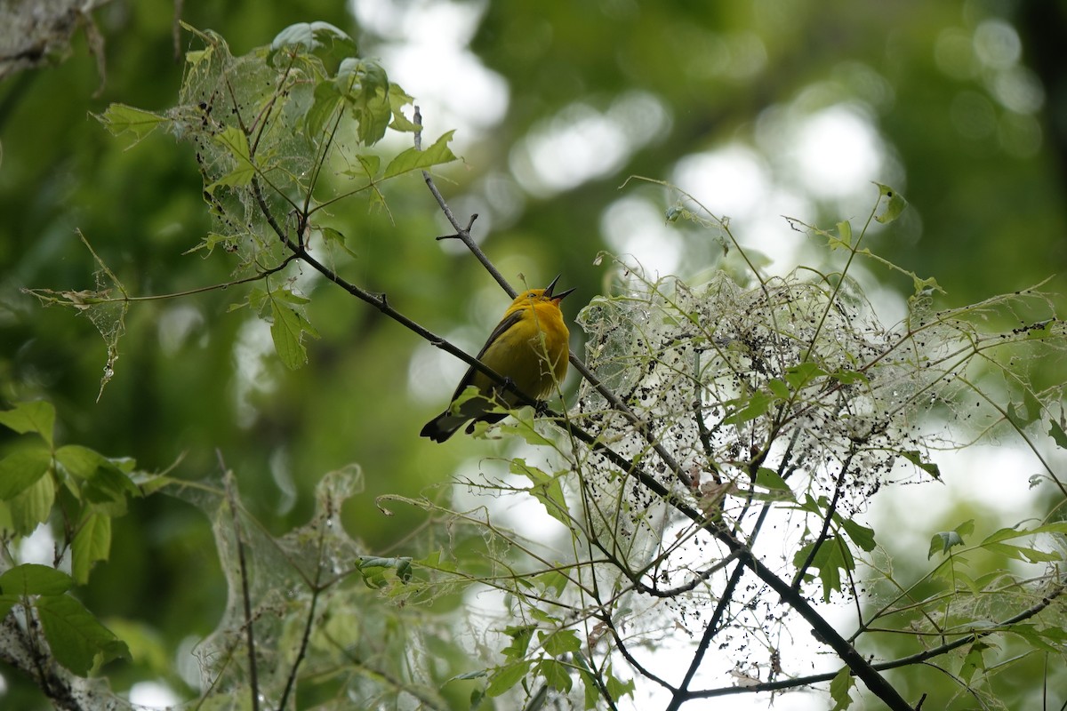 Prothonotary Warbler - Bob Greenleaf