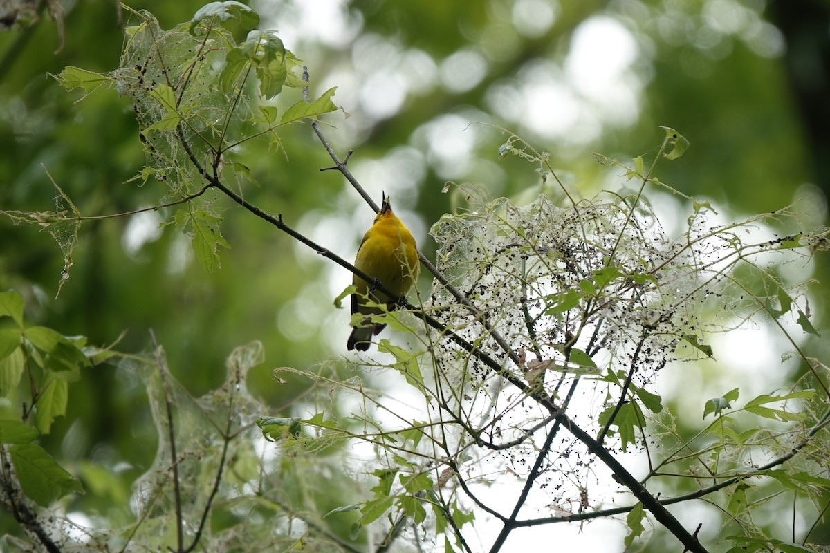 Prothonotary Warbler - Bob Greenleaf