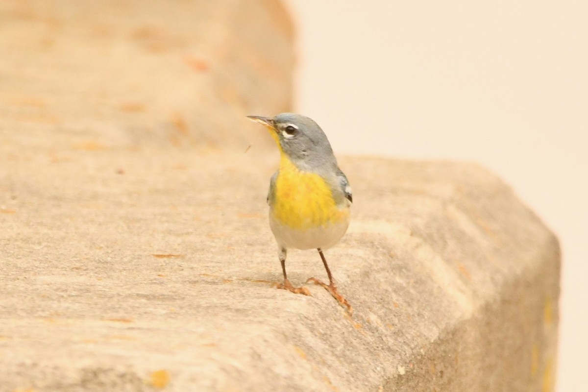 Northern Parula - ML618187504