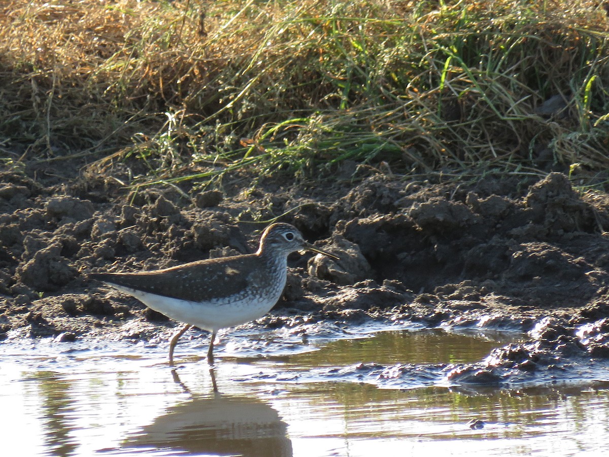 Solitary Sandpiper - ML618187508